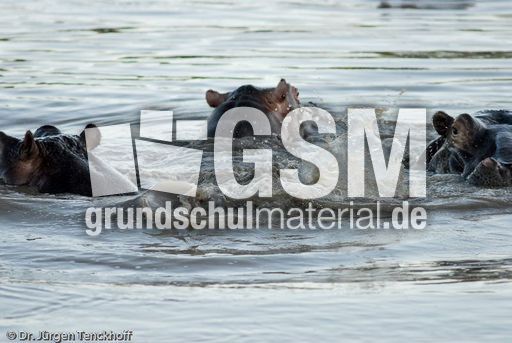 Flusspferd (25 von 104).jpg